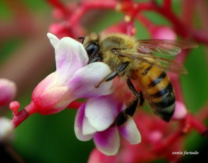 Carambola with bee