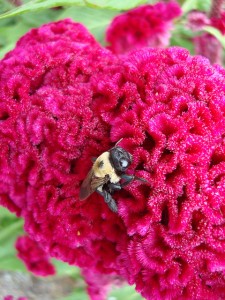 Celosia with bee