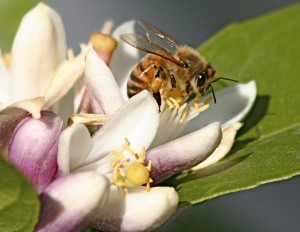 Bee on Lemon flower