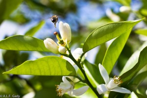 Bee on mandarin flower