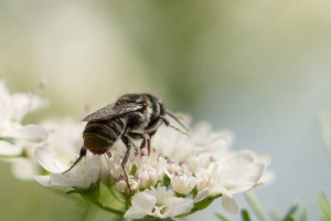 Coriander flower with bee