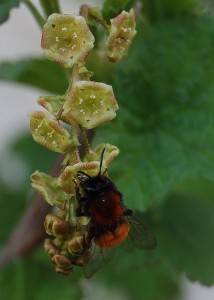 Flowering currants with bee