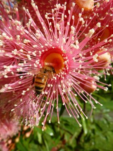 Bee on Gungurru flower