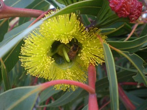Red cap Gum flower with bee