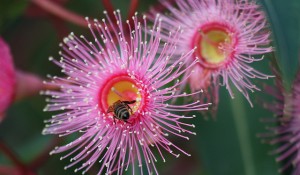 Yellow Gum flower with bee