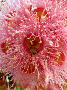 Coral Gum Flower with bee