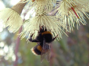 Green Mallee with bee