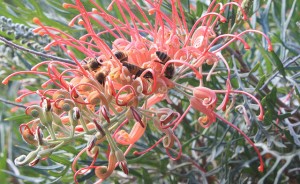 Grevillea flower with bee