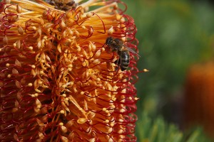 Bee on Hairpin Banksia flower