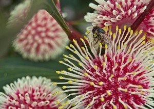 Bee on Pincushion Hakea flower