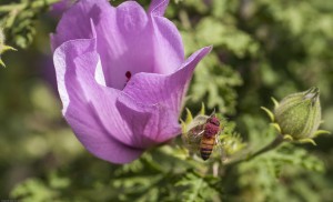 Native hibiscus with bee