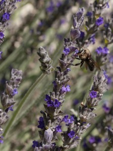 bee on lavender flower