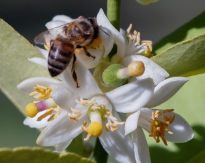 Lime Flower with bee