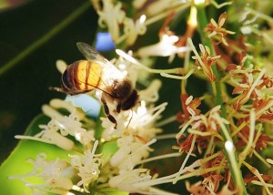 Macadamia flower with bee