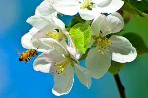 Apple Blossom with bee