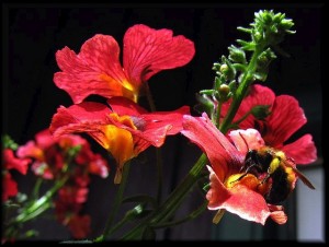 Nemesia flower with bee