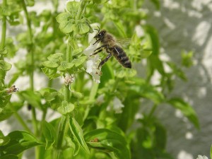 Sweet basil with bee