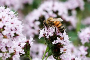 Bee on Marjoram flower