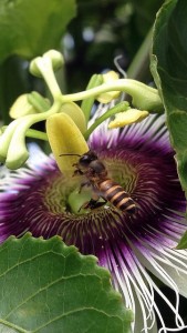 Bee on Passionfruit flower