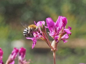 Bee on flowers