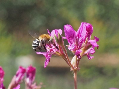 Flowers for Bees
