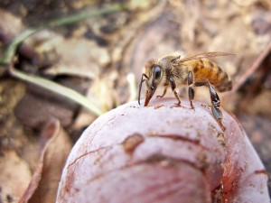 Persimmon with bee