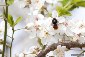 Bee on Plum Flower