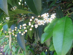 Bee on Portugal laurel flower