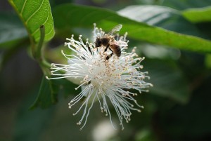 Guava with bee