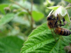 Bee on Raspberry flower