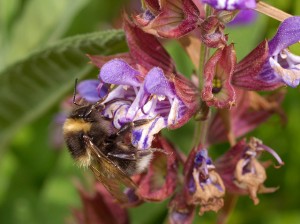 sage with bee