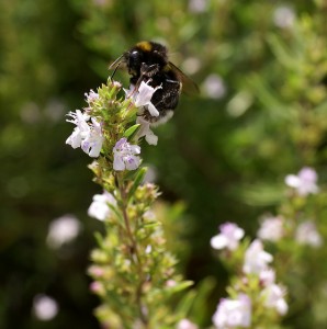 Winter savory with bee