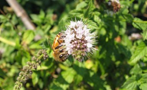Spearmint