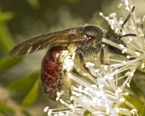 Tea Tree Flower