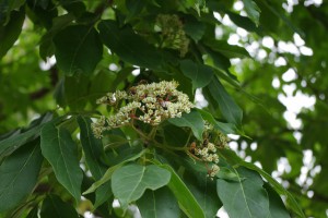 Bee Bee Tree Flower