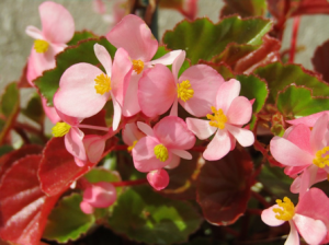 Begonias