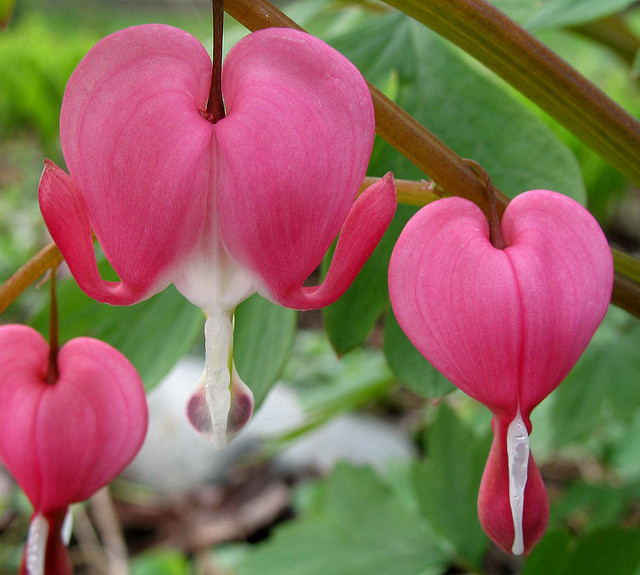 Bleeding Heart