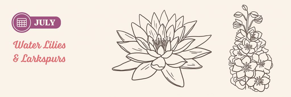 July Birth Flowers: Water Lily and Larkspur drawing