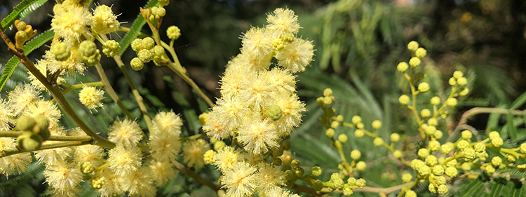 Black Wattle Blooms