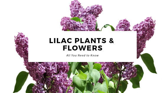 Lilac Plants & Flowers: All you Need to Know