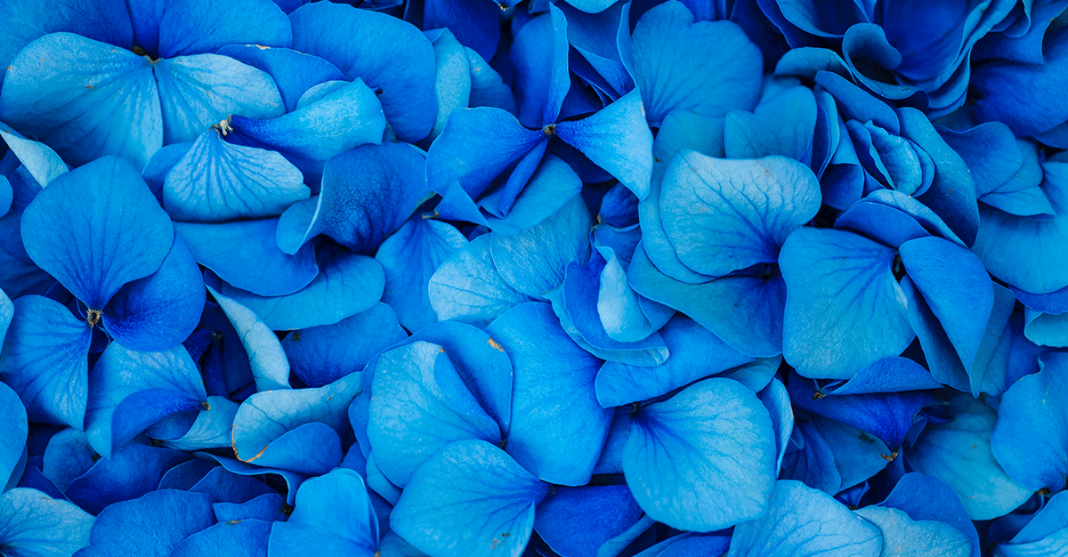 48 Blue Flowers from Around the World
