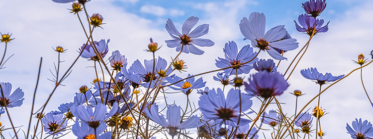 Azure Aster Flowers