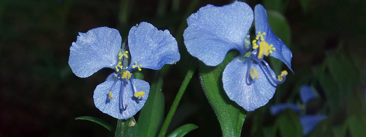 Birdbill Dayflower