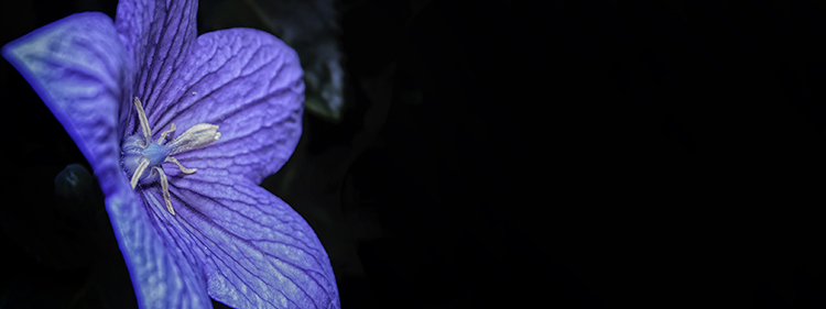 Platycodon Ballon Flower Blue