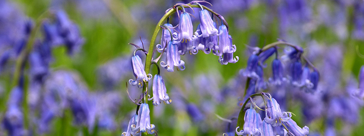 Bluebells