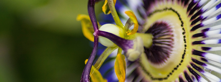 Bluecrown Passionflower