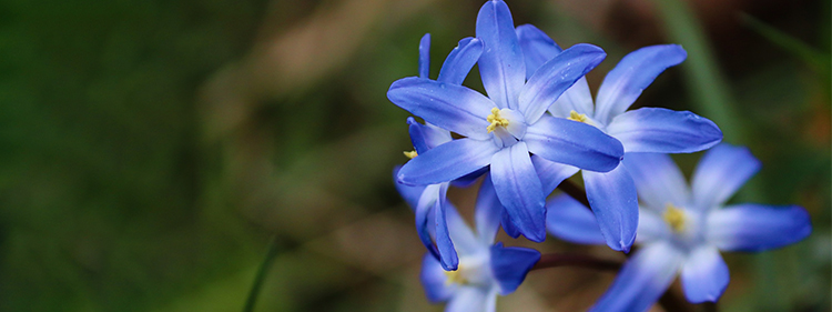 Blue Star Flower