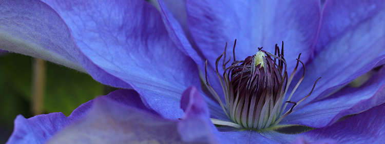 Clematis Flower