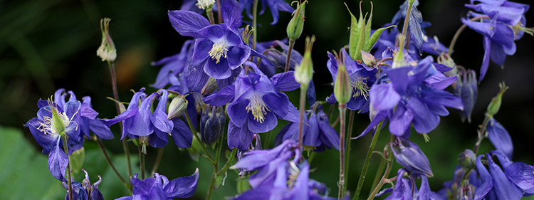 Columbine flowers