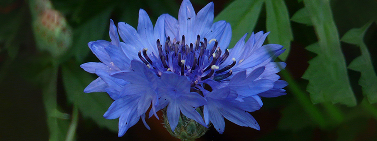 Cornflower